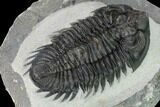 Coltraneia Trilobite Fossil - Huge Faceted Eyes #153973-4